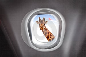 Giraffe looking through a plane`s window