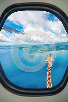 Giraffe is looking through plane window