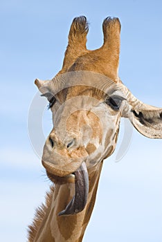 Giraffe looking stupid