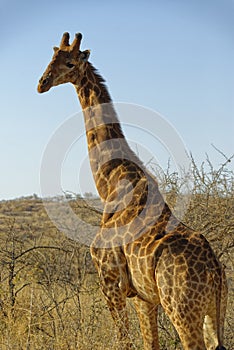 A giraffe looking to its left at the Photographer on a Game Reserve in South Africa