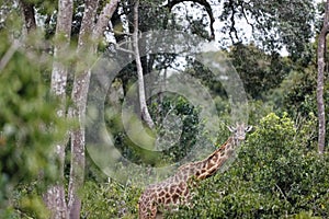 Giraffe looking towards the camera while standing in the bushes in the Masai Mara, Kenya