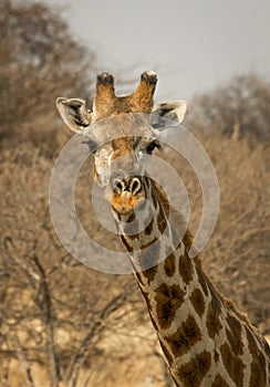 Giraffe looking at viewer