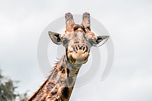 Giraffe looks into camera and smileys. Kruger National Park