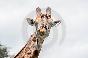 Giraffe looks into camera and sticks its tongue out in Kruger National Park