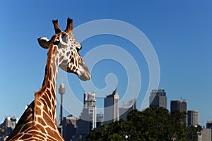 Giraffe looks to the city photo