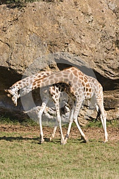 GIRAFFE LOVE