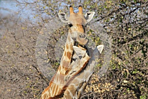 Giraffe Love - Wildlife Background of Animal Emotion in Africa