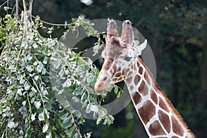 Giraffe in a lush and vibrant enclosure surrounded by foliage and shrubbery