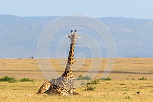 Giraffe lying down on the savanna