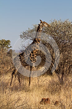 Giraffe, Madikwe Game Reserve