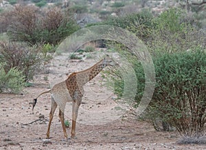 Giraffe urinates in the wild
