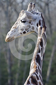 Giraffe Male