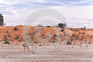 Giraffe in the Kgalagadi Transfrontier Park in South Africa