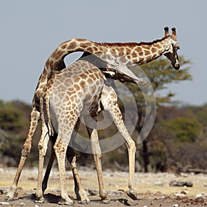 Giraffe males fighting