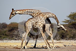 Giraffe males fighting