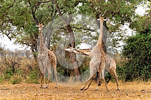 Giraffe males fighting in Kruger National Park