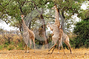 Giraffe males fighting in Kruger National Park