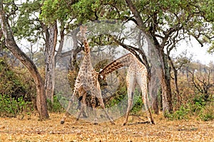 Giraffe males fighting in Kruger National Park