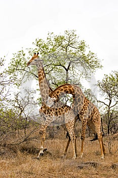 Giraffe males fighting in Kruger National Park