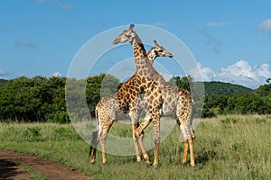 Giraffe males fighting in Sungulwane Game Reserve