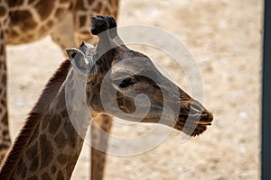 Giraffe, Mammal, Animal image, photography