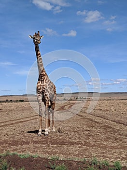 Giraffe mara masai kenya