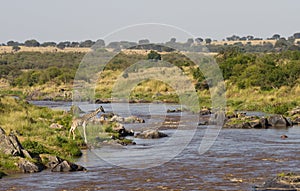 Giraffe at the Mara River