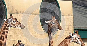 Giraffe at Marwell