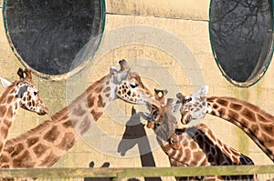 Giraffe at Marwell