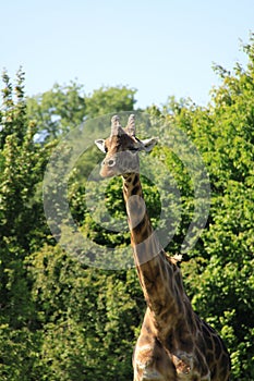 Giraffe - Marwell Zoo
