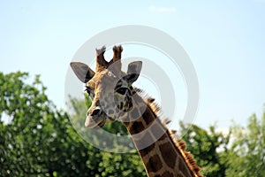 Giraffe - Marwell Zoo