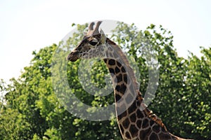 Giraffe - Marwell Zoo