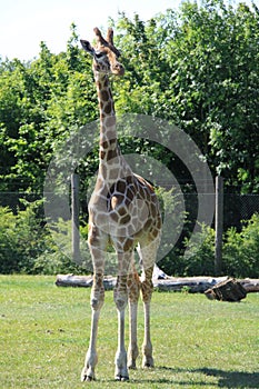 Giraffe - Marwell Zoo