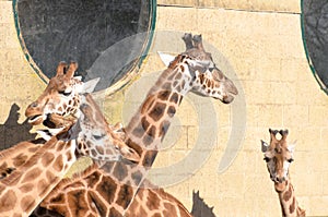 Giraffe at Marwell
