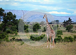 Giraffe on the Masai Mara