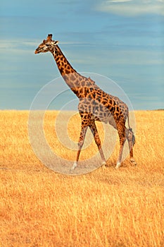 Giraffe in Masai Mara