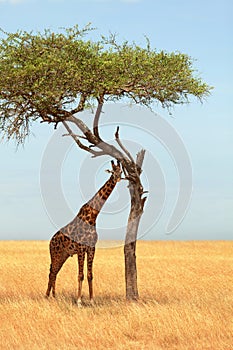 Giraffe in Masai Mara