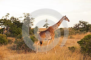 Giraffe in Masai Mara