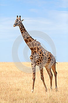 Giraffe in Masai Mara