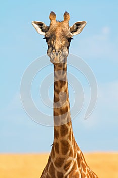 Giraffe in Masai Mara