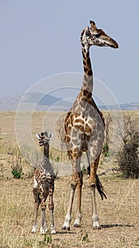 Giraffe masai mara photo