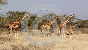 Giraffe masai mara photo