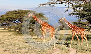 Giraffes in masai mara reserve photo