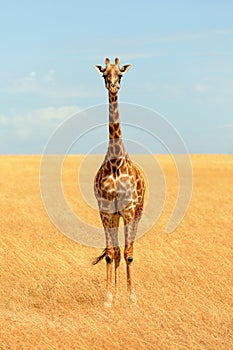 Giraffe in Masai Mara