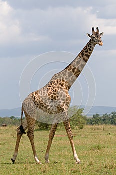 Giraffe, masai mara, kenya, wildlife of africa