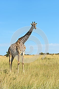 Giraffe Masai Mara