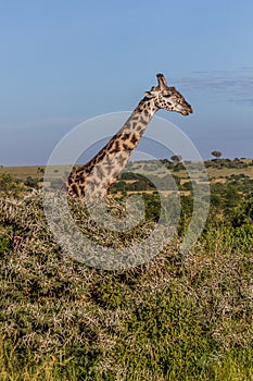 Giraffe in Masai Mara National Reserve, Ken