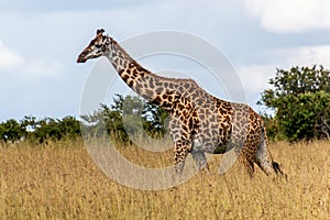 Giraffe in Masai Mara National Reserve, Ken