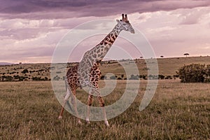 Giraffe in Masai Mara National Reserve, Ken
