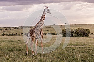 Giraffe in Masai Mara National Reserve, Ken